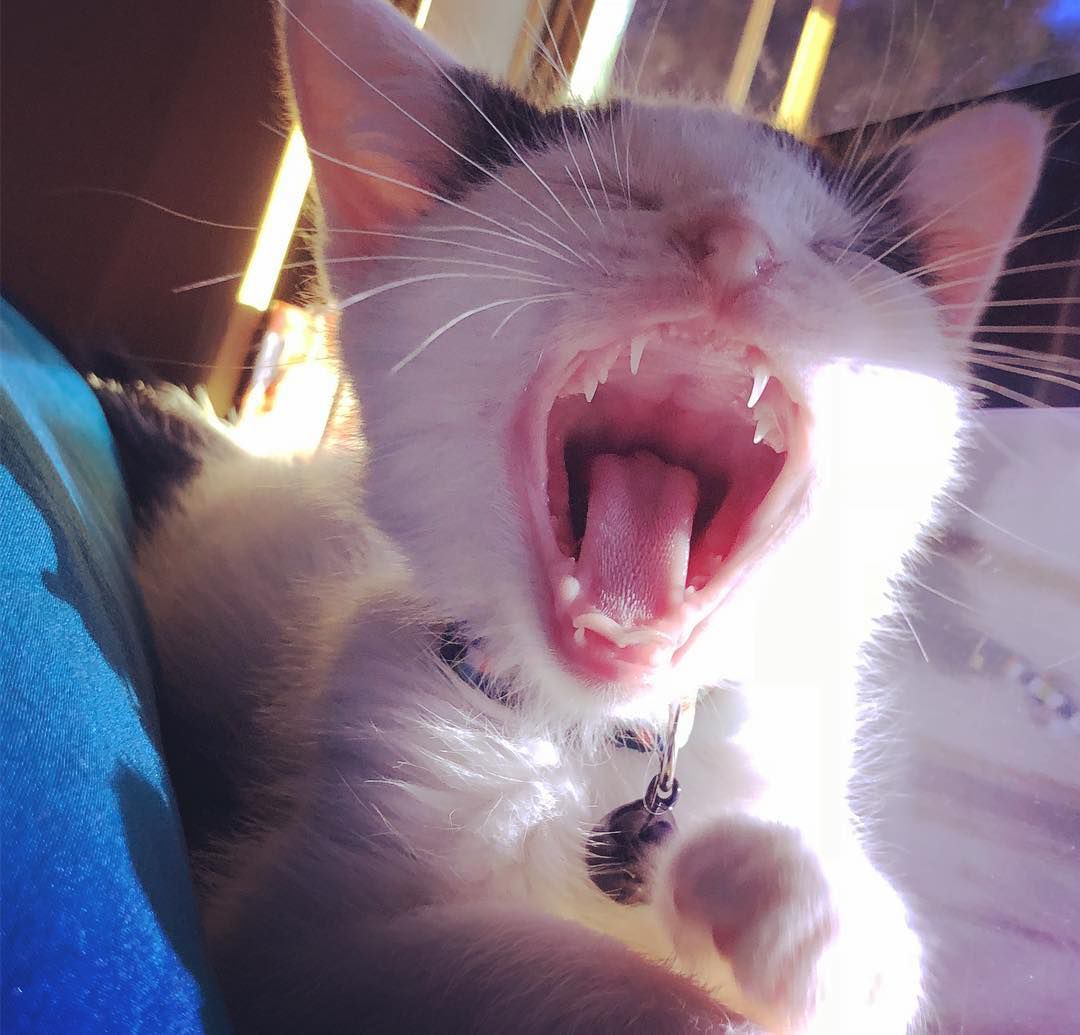 Pic of the Litter: Booger